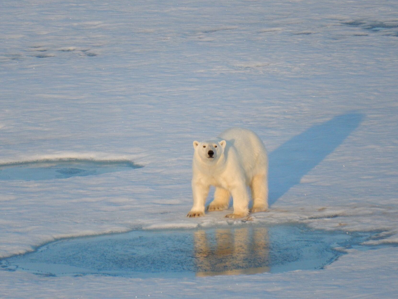 Polar Bear